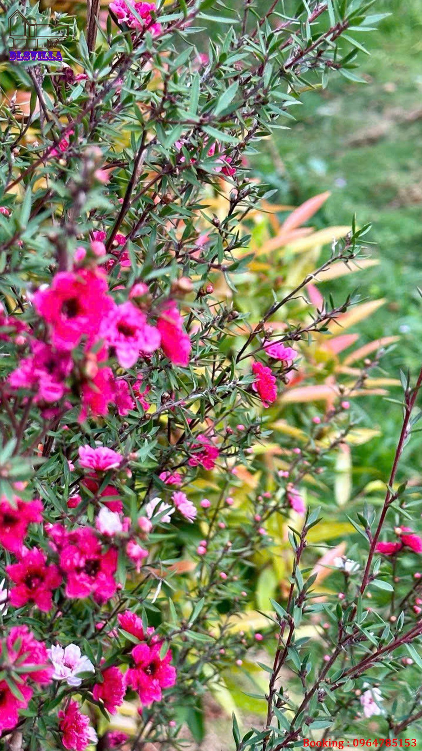 HOMESTAY ĐÀ LẠT DL077-HOME MĂNGLIN 1, SÂN VƯỜN , VIEW RỪNG THÔNG 28 homestay da lat dl077 26