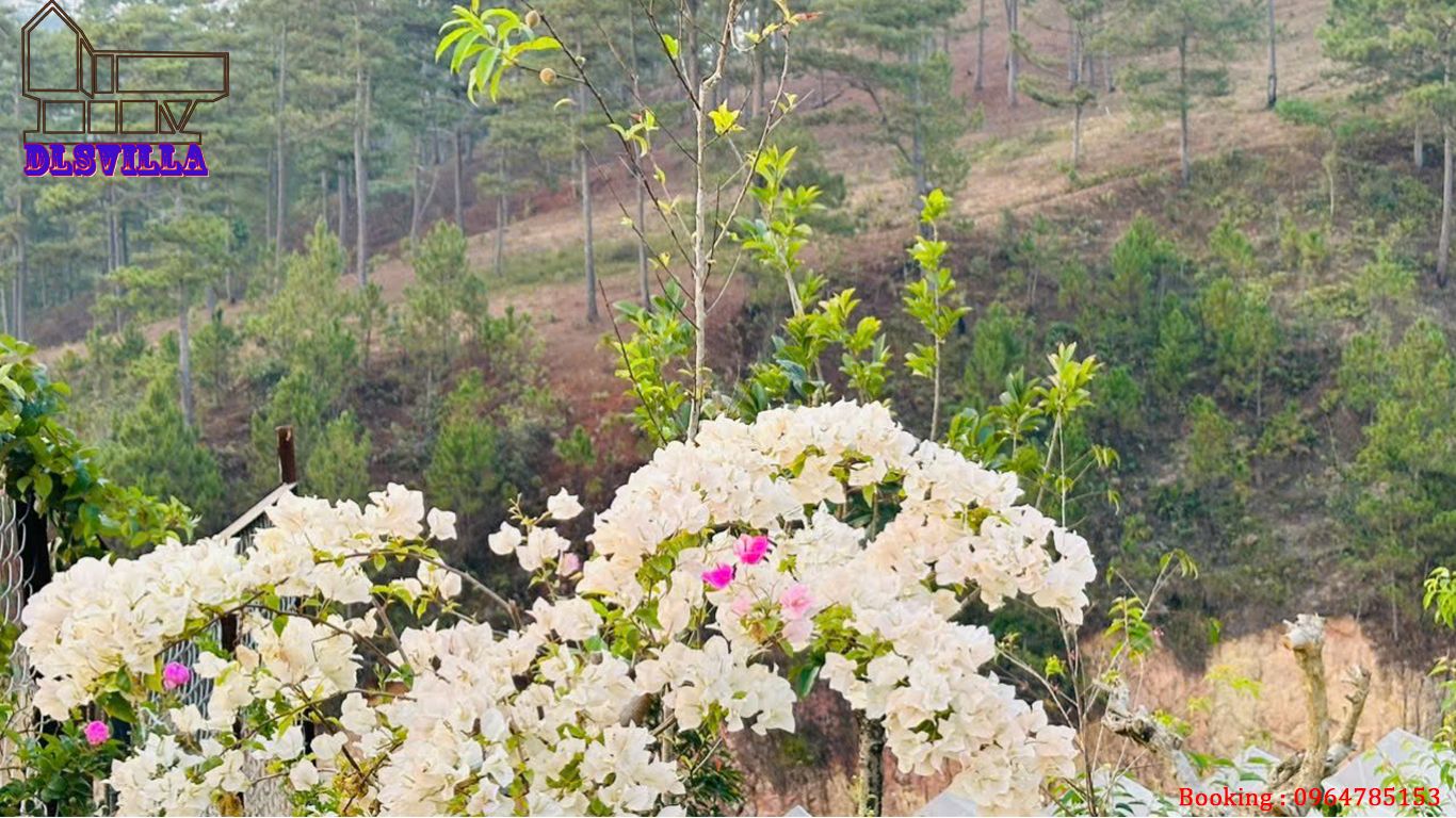HOMESTAY ĐÀ LẠT DL078-HOME GỖ MĂNGLIN 25 homestay da lat dl078 23